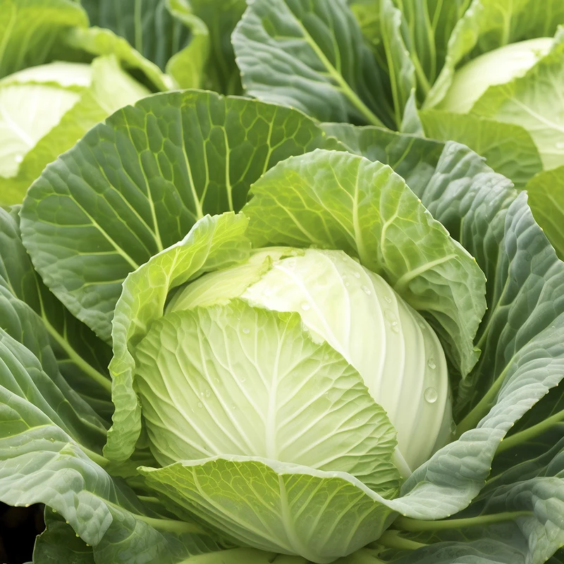 What are the nutritional values and benefits of cabbage? What are the nutritional values and benefits of cabbage?